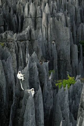 Lemurs Among the Stone Forests of Madagascar 🌿🐒