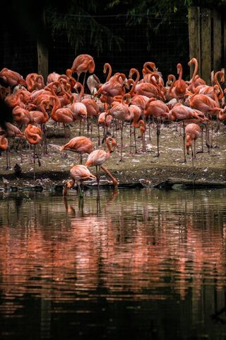 Flamingo Paradise: A Splash of Pink