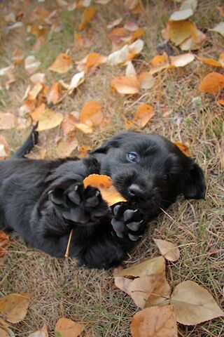 Autumn Adventures with Pappy 🍂🐾