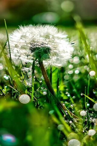 Whispers of the Dandelion 🌼✨