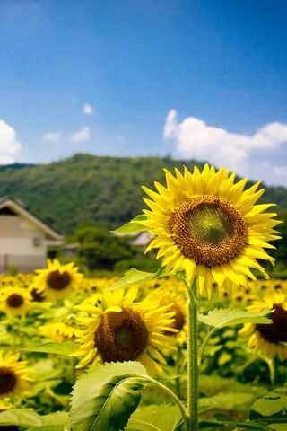 Sun Flower In Field