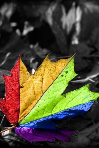 Vibrant Fall: A Leaf's Colorful Journey 🍂✨