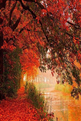 Rot Lasst Herbst Hintergrund Lade Auf Dein Handy Von Phoneky Herunter