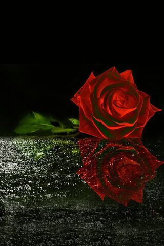 Red Rose