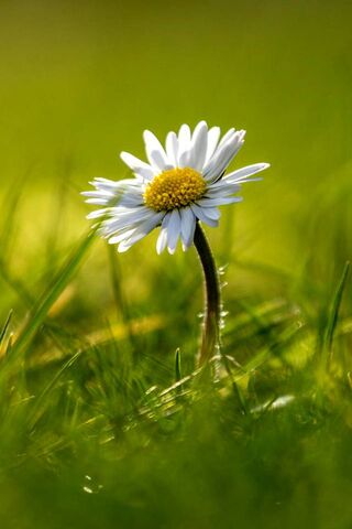 Spring Chamomile