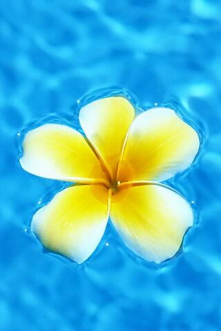 Serenity in Bloom: The Floating Plumeria
