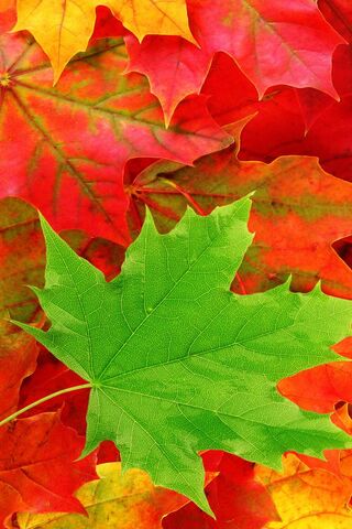 Nature's Colorful Tapes..