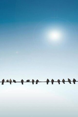 Charming Chorus on a Wire 🎶