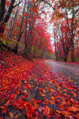 Crimson Pathway: A Jour..