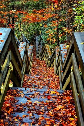 Enchanted Autumn Pathway 🍂✨