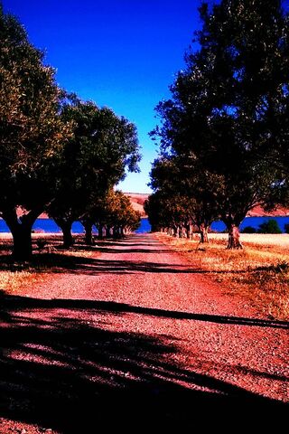 Tranquil Pathways of Wahran, Algeria 🌳✨