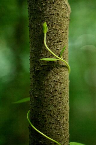 Nature's Ascent: A Journey Upward 🌱🌳