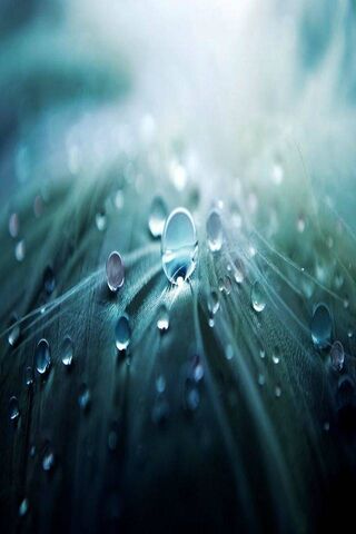 Natural Drops Hd Wallpaper - Download to your mobile from PHONEKY