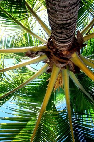 Nakhla: The Palm of Paradise 🌴✨