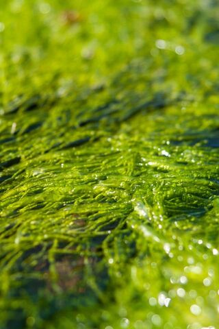 Emerald Waves: The Beauty of Retina Green 🌊💚