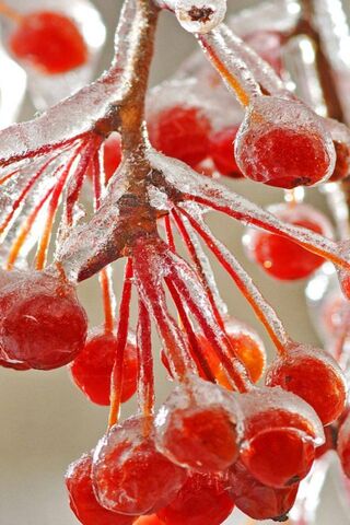 Frozen Delights: Nature's Sweet Gems ❄️🍒