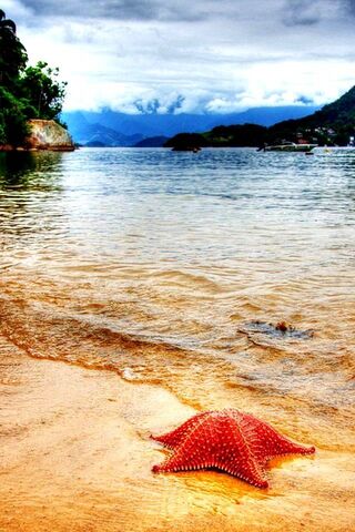 Starfish Serenity: A Co..