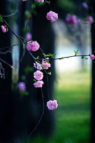 Blossoms in a Daydream 🍑🌸