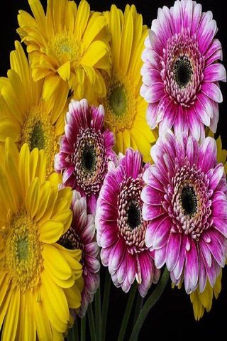 Vibrant Harmony: Yellow and Pink Gerbera Delight 🌼💖