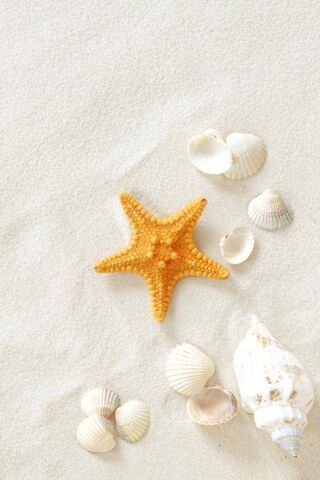 Star of the Shore 🌊⭐