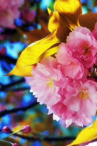 Blossoms of Spring 🌸✨