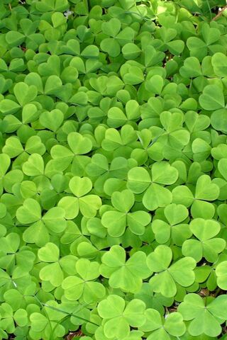 Lucky Green: The Shamro..