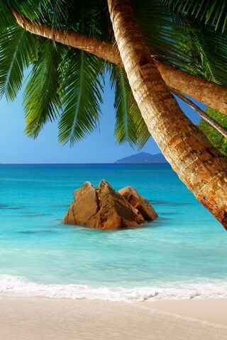 Paradise Found: A Tropical Escape 🌴🌊