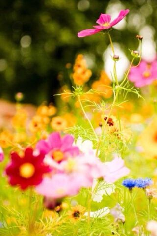 Blooming Bliss: A Color..