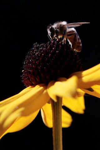Buzzing Beauty: A Close-Up of Nature's Pollinator 🐝🌼