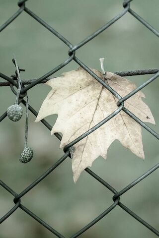 Whispers of Autumn: A Leaf's Journey 🍂