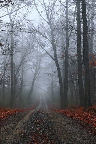 Whispers of Winter: A Foggy Path