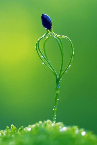 Emerging Life: A Dance of Nature 🌱✨