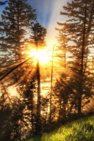 Awakening Light: A New Day Begins 🌅