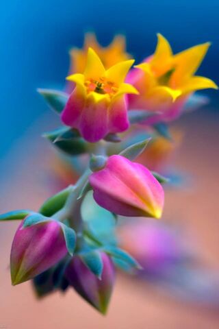 Blooming Beauty: A Colo..