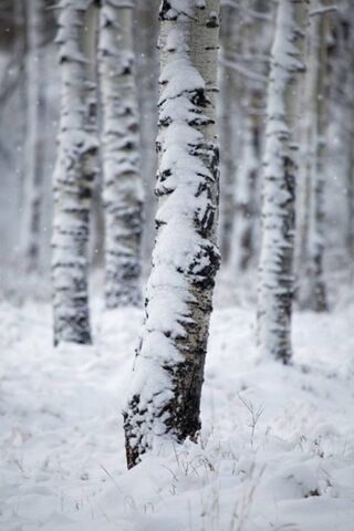 Whispers of Winter