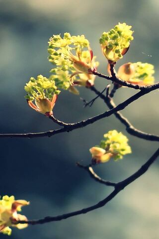 Blossom Nat: Nature's Awakening 🌼🌿