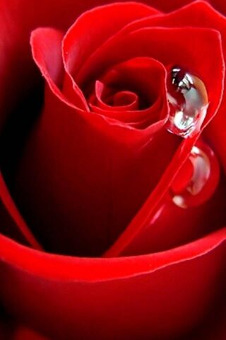 Nature's Jewels: A Rose..