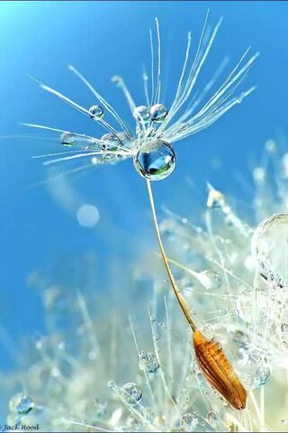 Whispers of the Wind: T..