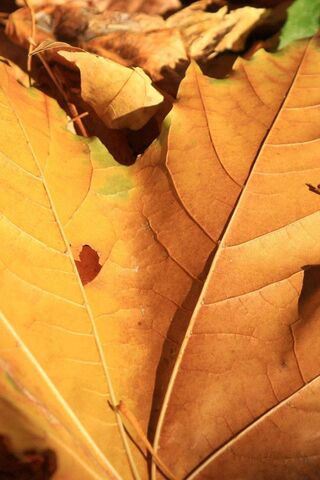 Leaves
