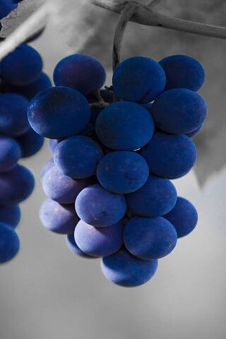 Blue Grapes Wallpaper - Download to your mobile from PHONEKY