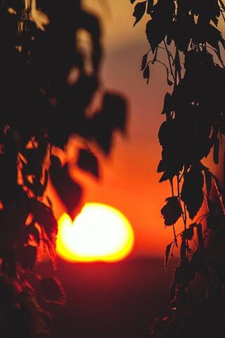 Sunset Serenity 🌅