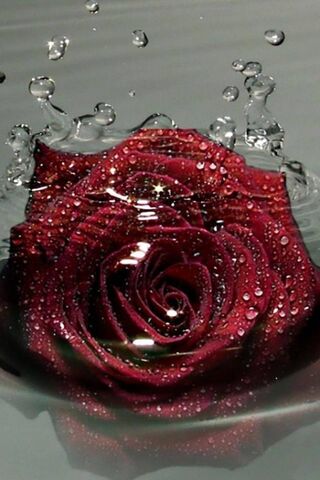 Dew-Kissed Elegance: Th..