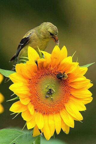 Solitude in Bloom: The Lonely Bird's Haven