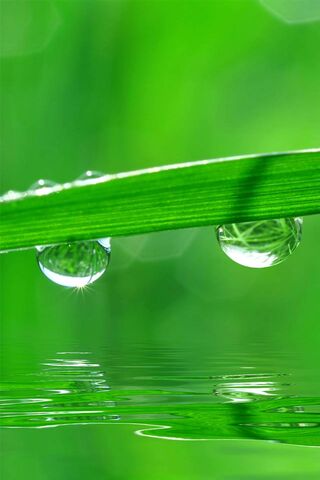 Morning Serenity: Nature's Green Dewdrops 🌿💧