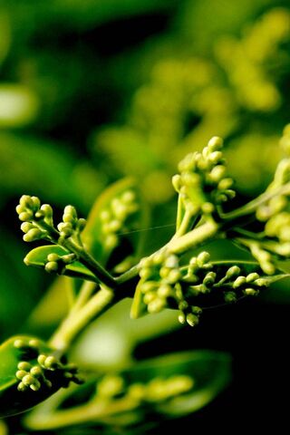 Nature's Awakening: The Beauty of Growth 🌱✨