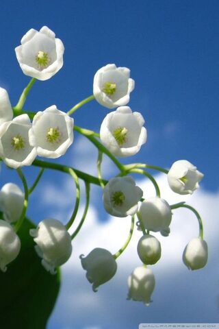 Whispers of Spring: The Enchanting Lily of the Valley 🌸✨