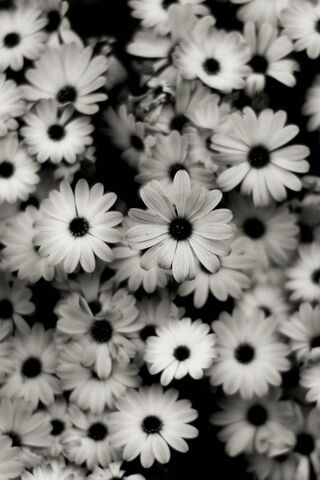 Whispers of Nature: A M..