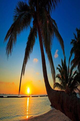 Sunset Serenity in Tropical Bliss 🌅🌴