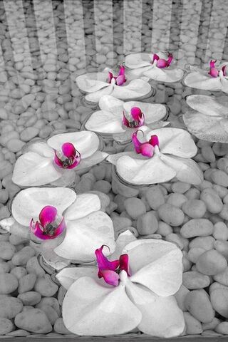 Blooming Serenity: A To..