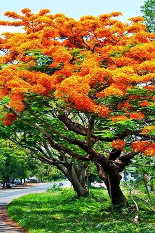 Spring Tree